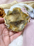 Petrified Wood Slab, Polished Natural Fossilized Wood Palm Stone