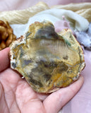 Petrified Wood Slab, Polished Natural Fossilized Wood Palm Stone